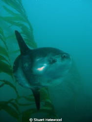 Used my Olympus SP350 setup to catch this Curious Mola Mo... by Stuart Halewood 